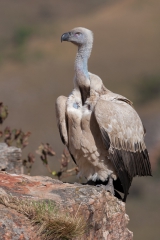Cape Vulture (Gyps coprotheres) at food bonanza (by S. Rösner)