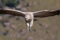 Cape Vulture (Gyps coprotheres) at food bonanza (by S. Rösner)