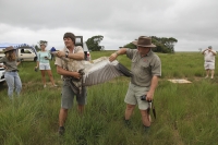 Cape Vulture release