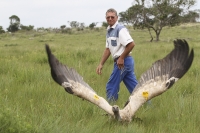 Cape Vulture release (photo by. S. Hoffman).