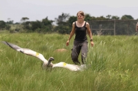 Cape Vulture release (photo by S. Hoffman)